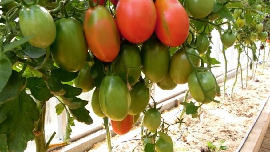 Покупка семян: как избежать разочарований