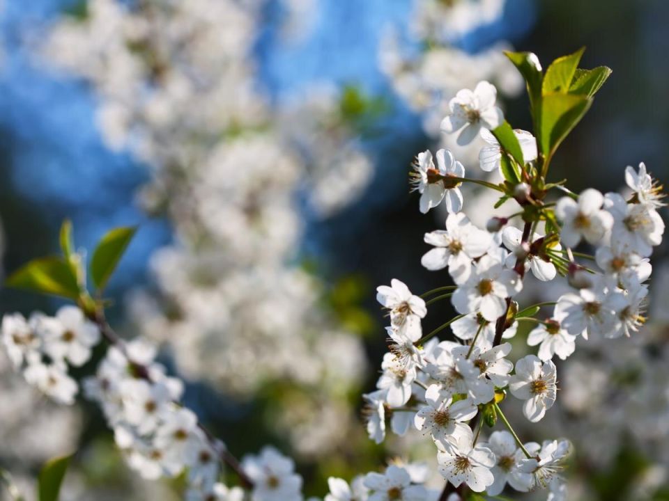 Как эффективно бороться с порослью вишни и сливы без лишних усилий