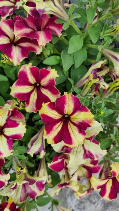 Как правильно ухаживать за петуниями: секреты борьбы с хлорозом и оживления роста