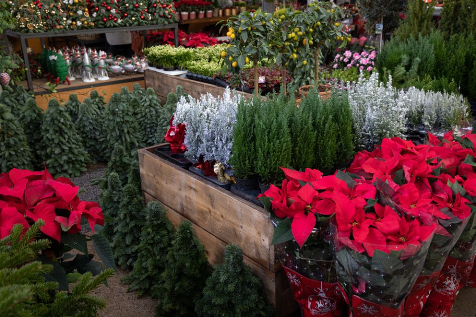 Как сохранить жизнь новогодним растениям: советы по уходу и поддержанию здоровья