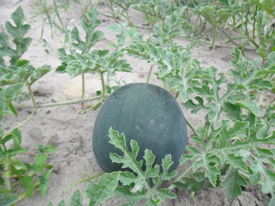 Как защитить свой огород от тумана