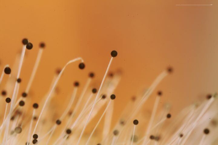 Плесень: неожиданный союзник или опасный враг?