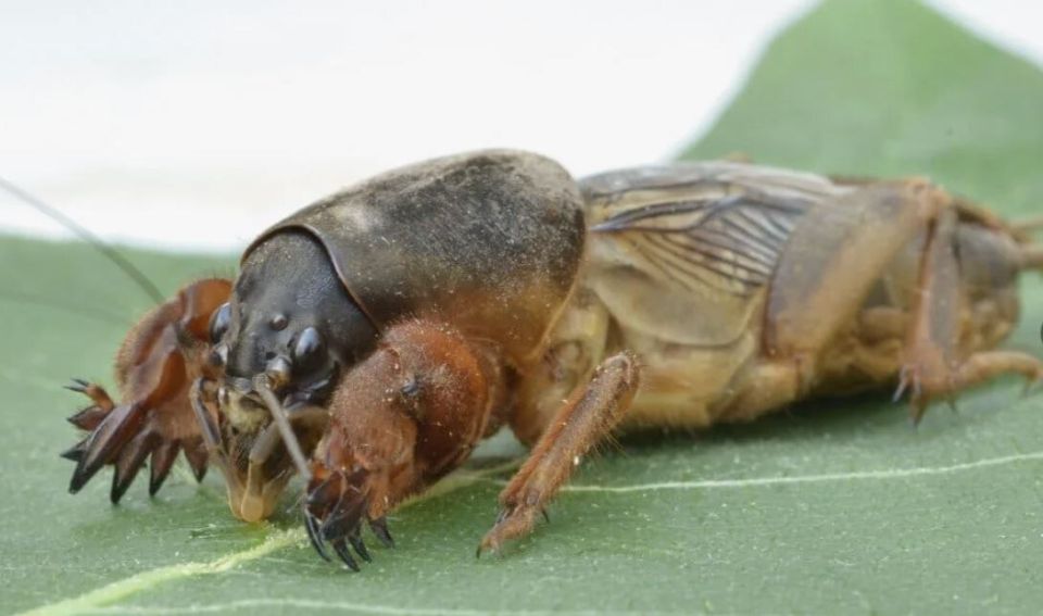 Эффективные способы борьбы с медведкой