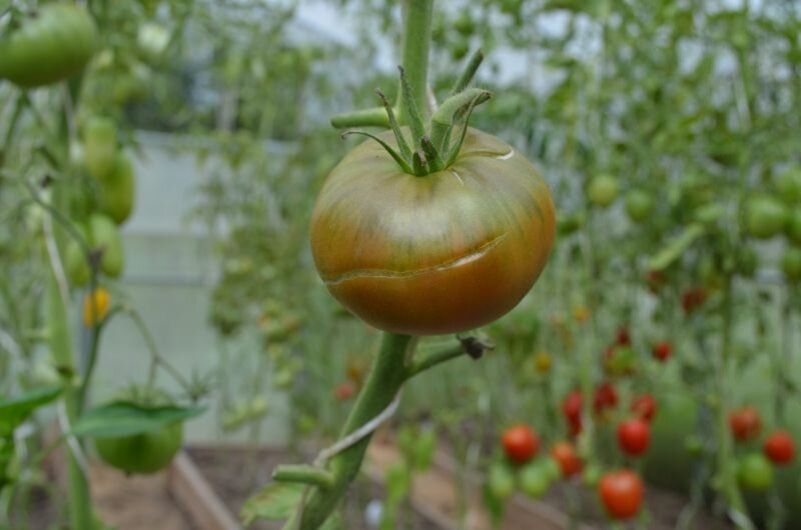 Как избежать трещин на помидорах в летний сезон