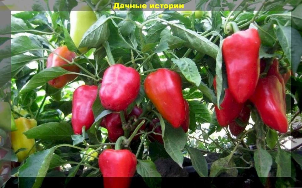 20 ярких сортов сладкого перца, которые завоюют ваш огород