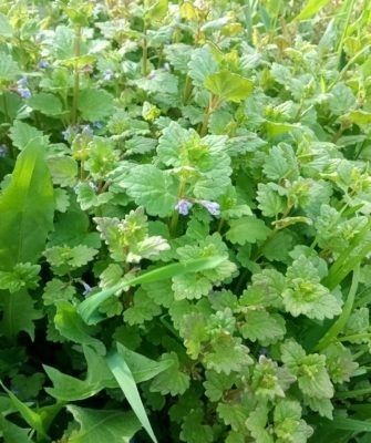 Будра плющевидная: удивительное растение с множеством секретов