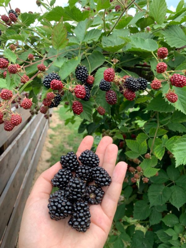 Секреты успешного выращивания ежевики: от сортов до ухода