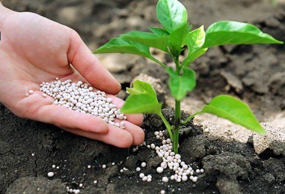 Почему осенью азотные удобрения не всегда на пользу