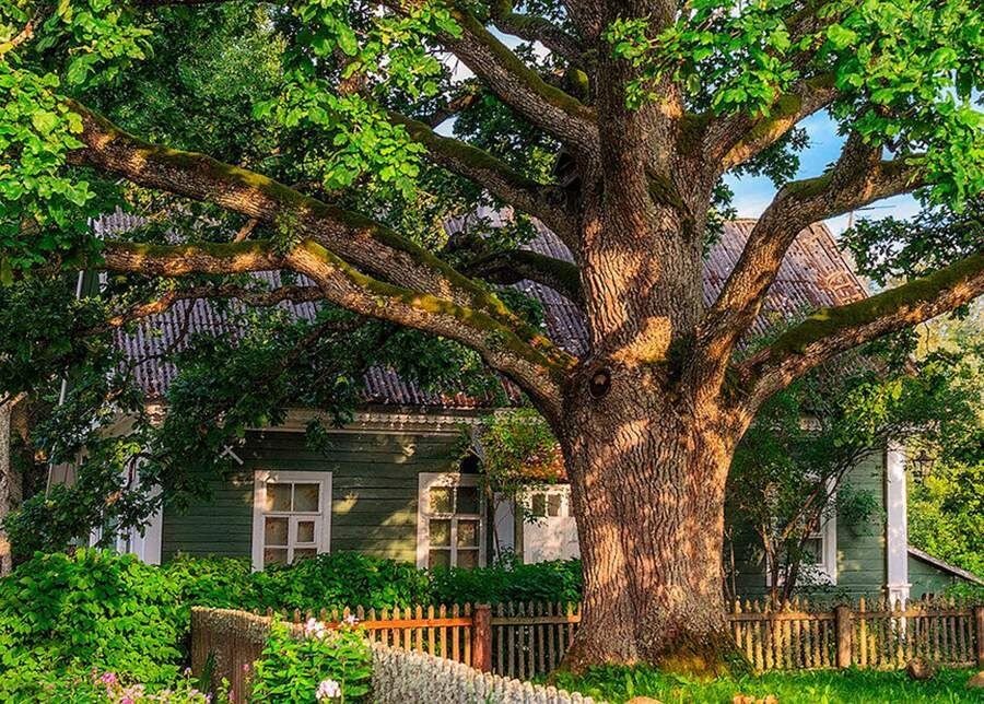 Опасные соседи: деревья, которые не рекомендуются высаживать возле дома