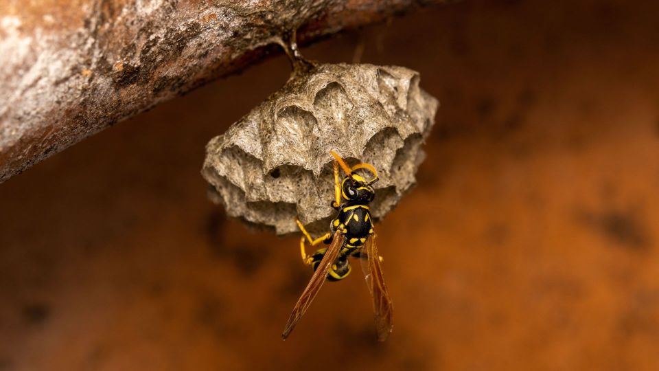 Лишь в одном случае удастся убрать гнездо ос: запомните, когда лучше не лезть