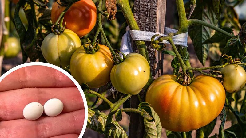 Как аспирин помогает вырасти вашим помидорам: секреты успешного огорода