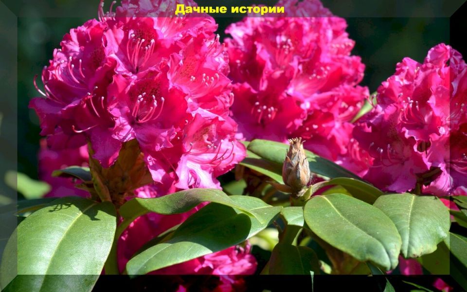 Как сделать сад красивым круглый год: вечнозеленые кустарники для вашего участка