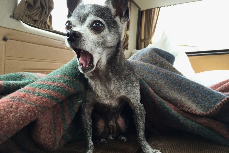 15 трогательных и смешных фото, которые доказывают, что собаки - это настоящие друзья