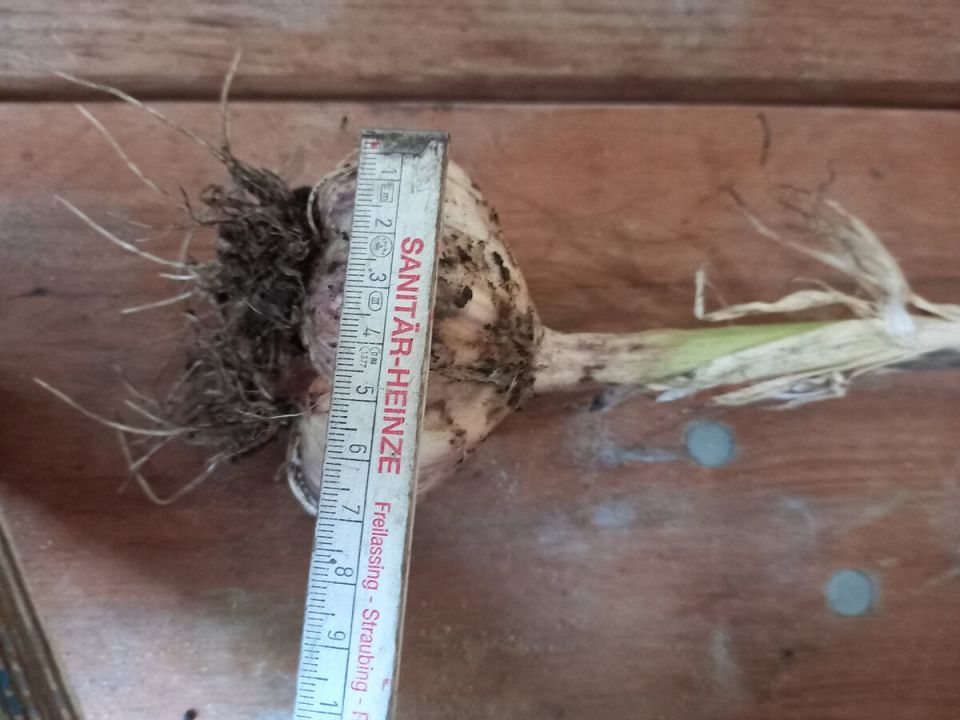 Как вырастить огромный чеснок: секреты успешного урожая