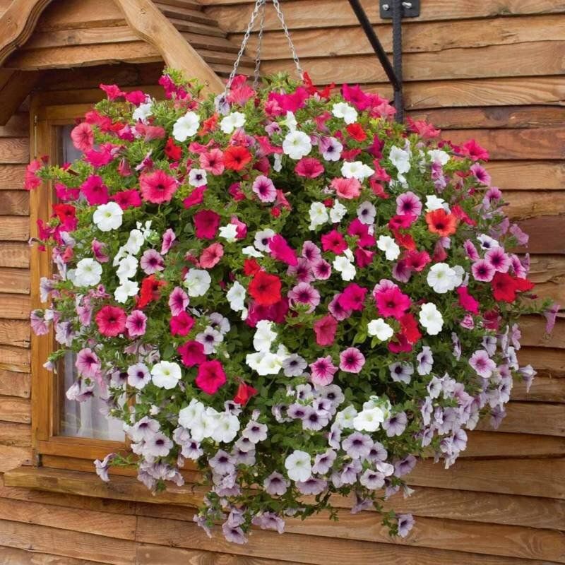 Секреты петуний: как сделать цветение обильным и долгим