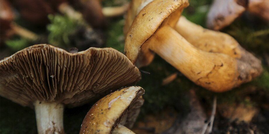 Опасности походов в лес: как избежать грибковой инфекции в сезоне сбора грибов