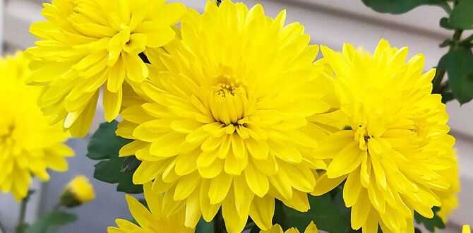 Секреты долголетия для свежесрезанных цветов