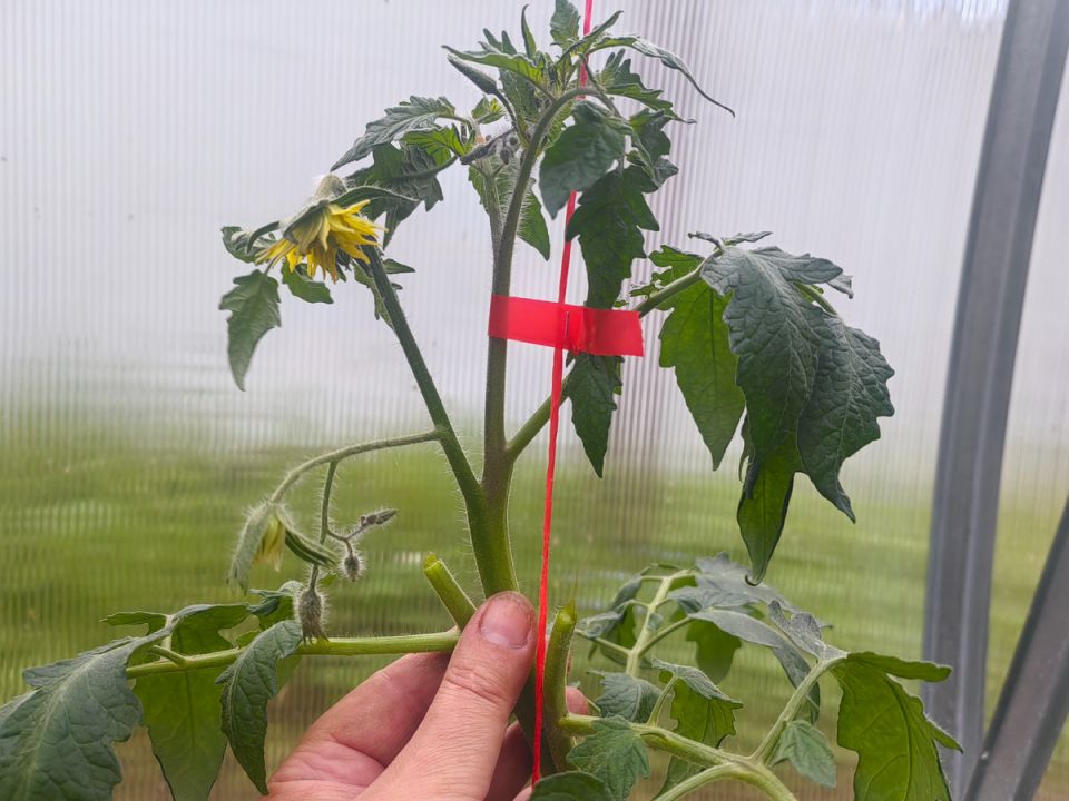 Как правильно обрезать и формировать пасынки томатов: секреты успешного урожая