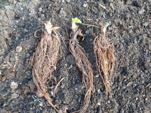 Заморская земляника фриго: секреты посадки и ухода за новейшими сортами