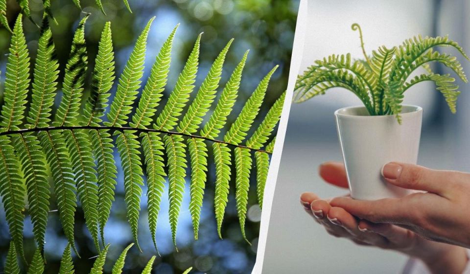 Папоротник рядом с домом: суеверия, мифы и реальные опасности