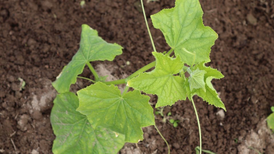 Как спасти овощи от плохой погоды этим простым способом