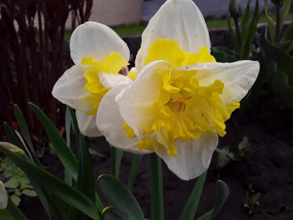 Как создать гармоничный сад: секреты и советы для начинающих садоводов