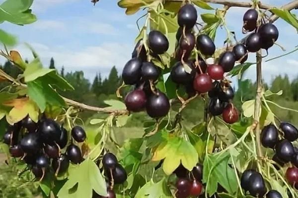 Смородина Валентина: непревзойденные качества и уникальные характеристики