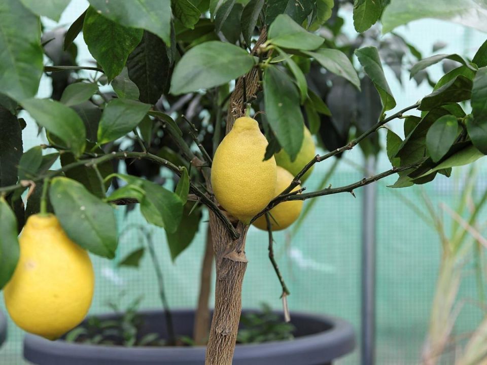Как обрезка лимонного дерева помогает добиться выдающегося урожая