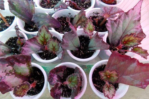 Как правильно размножать бегонию: полезные советы для цветоводов