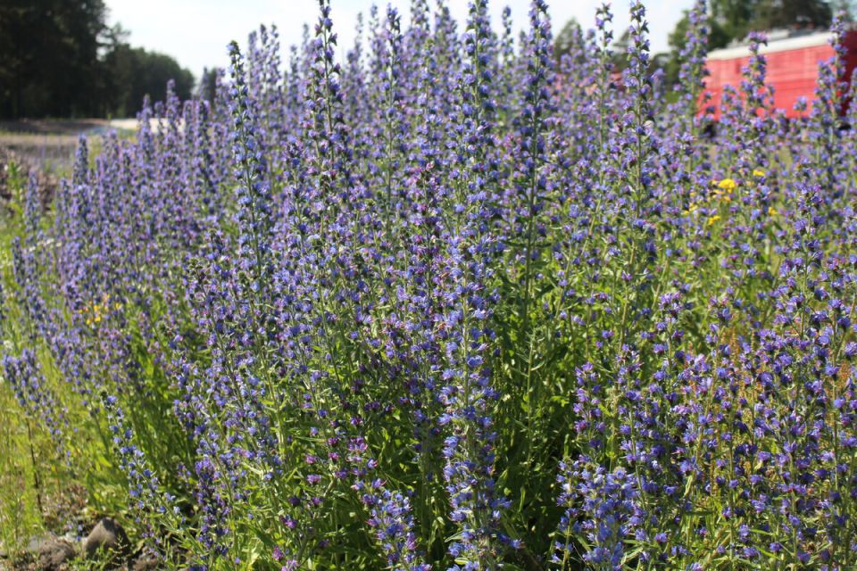 Тайны синяка: популярное растение на российских просторах и его загадки